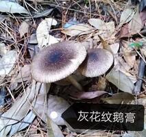 灰.jpg